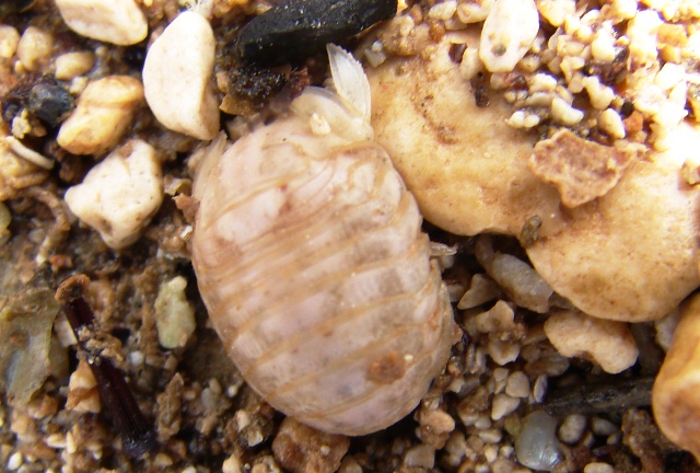 Sphaeroma cf. serratum